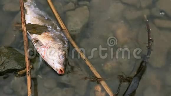 河上死鱼污染了水视频的预览图