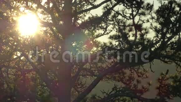 树枝后太阳落山的时间视频的预览图