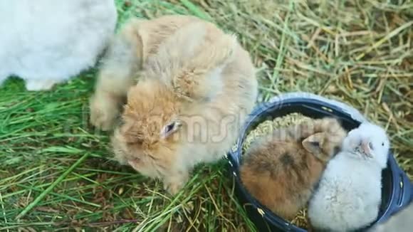 一只成年棕兔和两只小兔子吃燕麦种子视频的预览图