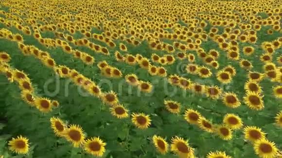 空中观景田野里的向日葵在风中摇曳美丽的田野夏天有向日葵视频的预览图