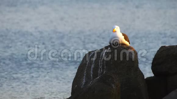一只太平洋海鸥躺在岩石上视频的预览图