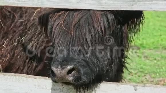 特写毛茸茸的角黑公牛看着镜头视频的预览图