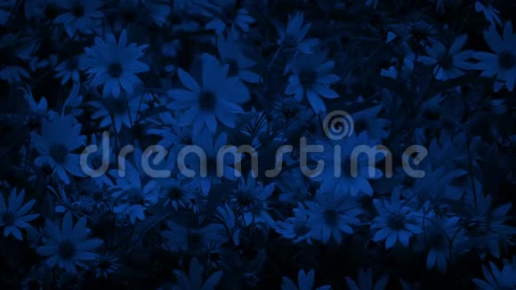 夜晚微风中的花朵视频的预览图