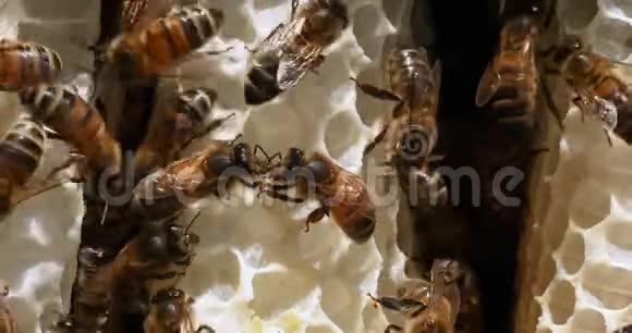 欧洲蜜蜂蜜蜂蜜蜂野生射线上的蜜蜂在肺泡上工作的蜜蜂诺曼底的野生蜂群实时4k视频的预览图