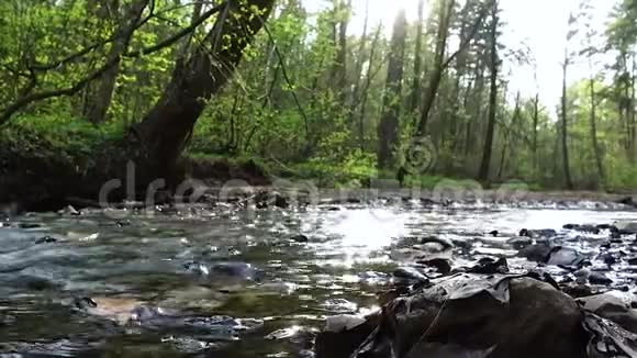 日落时快速的森林溪流视频的预览图