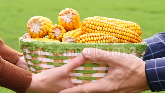 两个农民拿着一篮子玉米特写背景是大自然在田野里农业生物产品视频的预览图