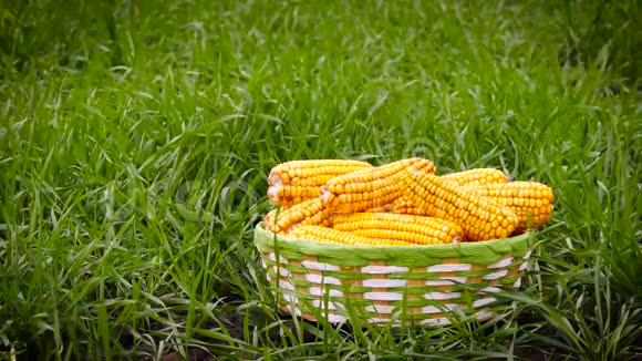 一篮子成熟的玉米站在一片绿草地上生态和生产农业视频的预览图