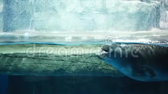 美丽的贝加尔海豹在动物园的游泳池里游泳嬉戏视频的预览图