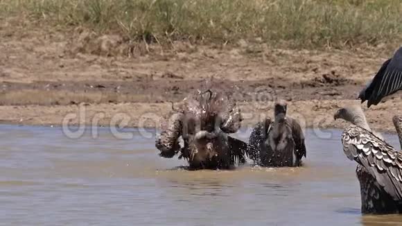 非洲白背秃鹫非洲陀螺鲁佩尔秃鹫罗佩利在水中站立的群有巴斯内罗毕P视频的预览图