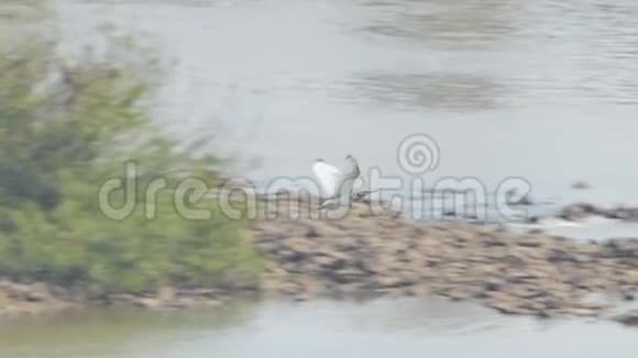 池鹭鸟在湿地飞翔视频的预览图