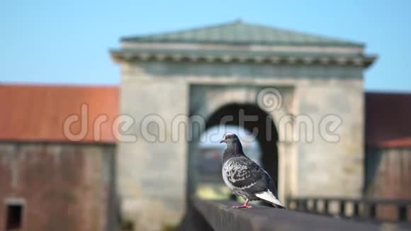 特写鸽子坐在城堡入口处的栅栏上然后起飞飞走了视频的预览图