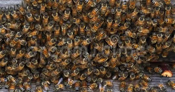 欧洲蜜蜂蜜蜂蜜蜂蜜蜂在蜂箱入口放牧蜜蜂在诺曼底实时4k视频的预览图