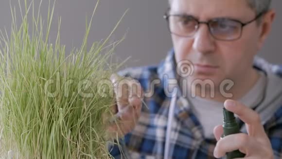 实验室里一个人的特写镜头举例说明了干燥黄草的芽和溅到植物上的水视频的预览图