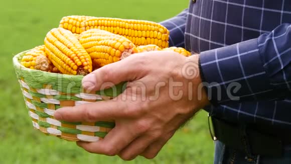 农夫双手特写手里拿着一篮子玉米背景是一片绿色的田野农业出口和视频的预览图