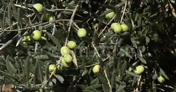 法国东南部莫桑莱斯阿尔皮勒附近橄榄树风实时视频的预览图