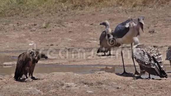 非洲白背秃鹫非洲陀螺站在水洞马拉布鹳海雀战斗N视频的预览图