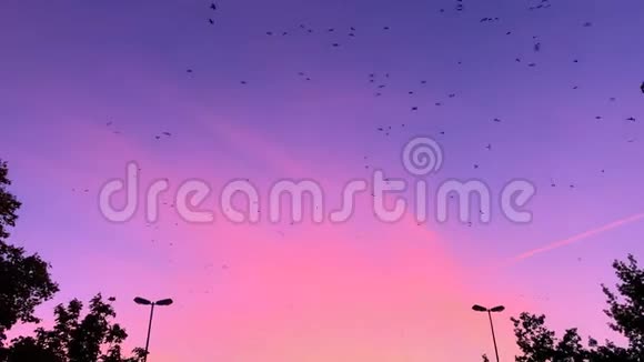 许多小鸟在五彩缤纷的紫色天空中飞翔视频的预览图