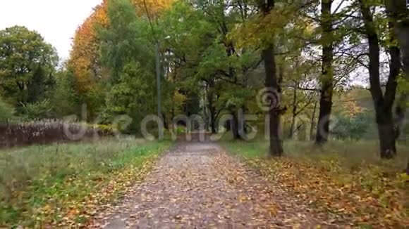 沿着秋天公园的小路走黄叶为秋天创造了难忘的舒适给人温暖a视频的预览图