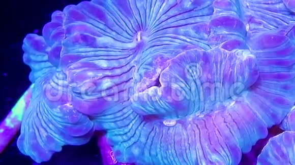 狐珊瑚金叶藻活动稍慢视频的预览图