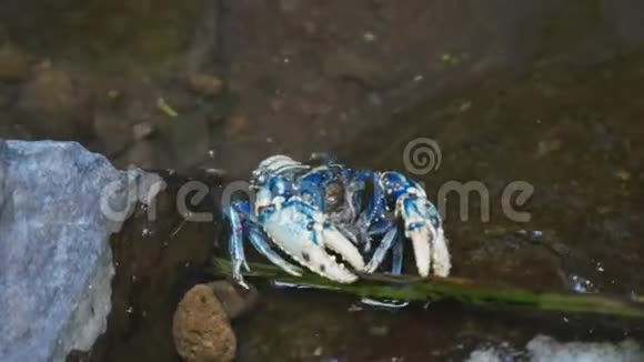 在拉明顿国家公园饲养的拉明顿刺状小龙虾qld视频的预览图