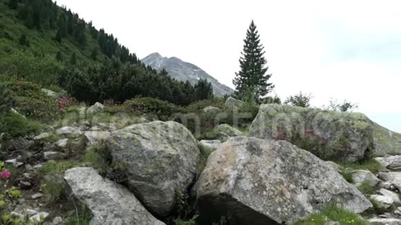 奥地利蒂罗尔州施莱吉斯山谷的高山景观山溪流淌视频的预览图
