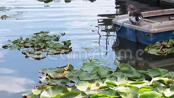 池塘里有睡莲和鹅视频的预览图