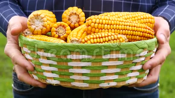 一个农民拿着一个篮子在大自然的背景上有成熟的玉米穗农业农业综合企业的概念视频的预览图