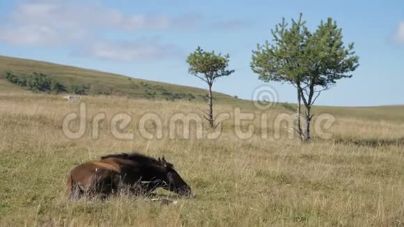 一匹棕色的小驹马驹躺在一片高山草地上农场马匹养殖视频的预览图