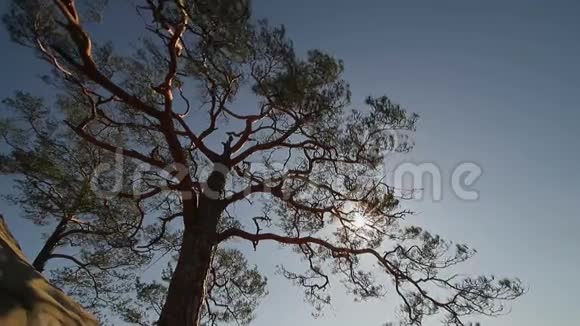 一种生长在石坡上的松树太阳阳光透过松树的枝条闪闪发光视频的预览图