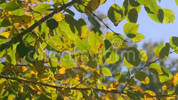 绿色和黄色的叶子在树枝上对抗蓝天视频的预览图