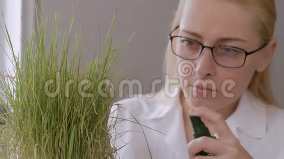 实验室里一位妇女的特写镜头举例说明了干燥黄草的芽和溅到植物上的水视频的预览图