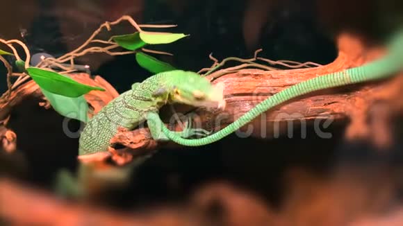 斯玛格蜥蜴吃某种昆虫视频的预览图
