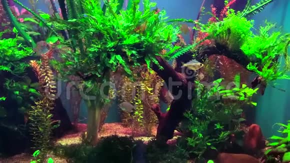 透明的鱼在充满藻类的水族馆里游泳视频的预览图