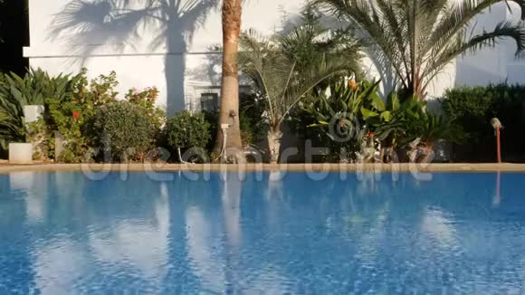 棕榈和游泳池视频的预览图