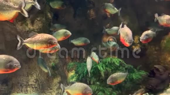 一群美丽的危险鱼食人鱼在水族馆里游泳视频的预览图