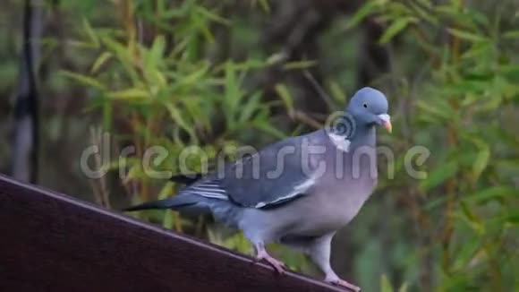 从小鸟种子饲养单元饲养的木鸽视频的预览图