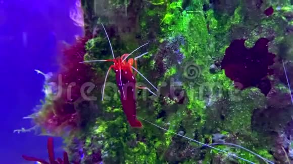 虾医生红衣主教一个捕虾器视频的预览图