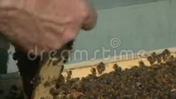 养蜂人拔出蜂巢展示蜜蜂女王视频的预览图