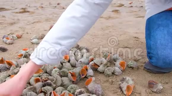 女人手拿着海沙滩上的拉潘贝壳视频的预览图
