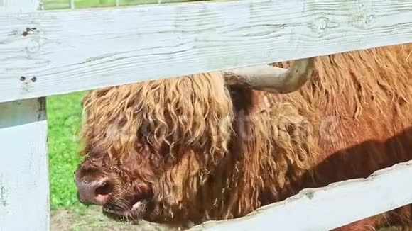 咀嚼苏格兰高地棕色牛的特写肖像视频的预览图