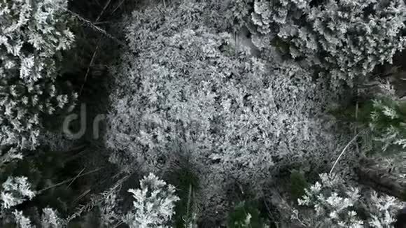 空中摄像机在茂密黑暗的森林中放大到催眠的泰加松视频的预览图