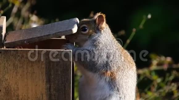 灰松鼠在初冬从花生盒中喂食视频的预览图