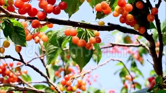 樱桃树上的新鲜成熟红色美味的樱桃樱桃树枝叶随风摇摆关闭录像视频的预览图