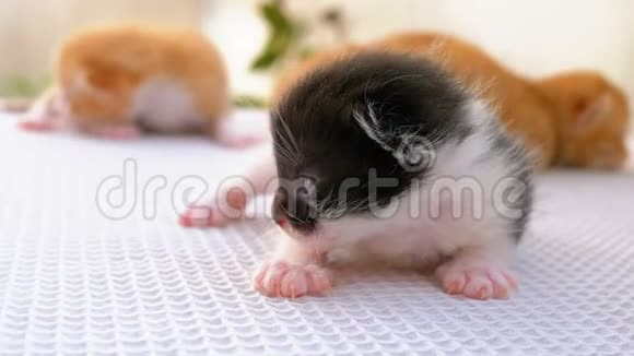 小黑白小猫有两个星期大了在白色的地毯上爬来爬去视频的预览图