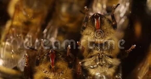 欧洲蜂蜜蜜蜂意大利蜜蜂玻璃上的黑蜂我们可以看到问题诺曼底蜜蜂实时4K视频的预览图