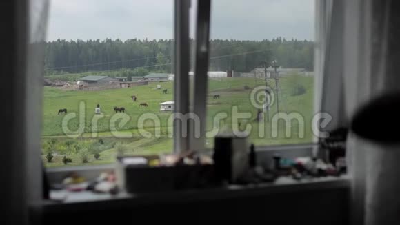 从窗户看到在绿色田野里放牧的马前景中一位年轻女子的剪影视频的预览图