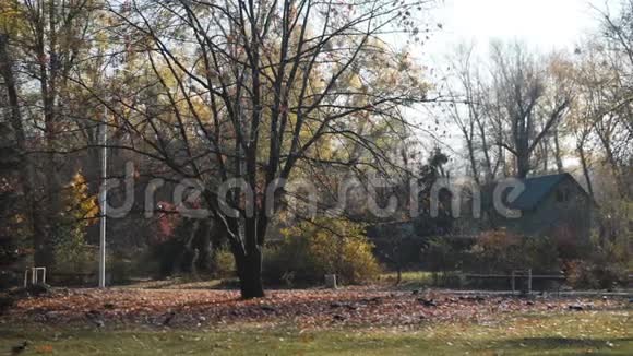 秋天公园里落叶的孤树周围有许多乌鸦视频的预览图