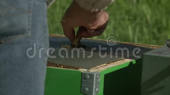 养蜂人用蜂烟熏牛肉视频的预览图