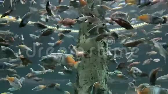 不同美丽的鱼在水族馆游泳视频的预览图