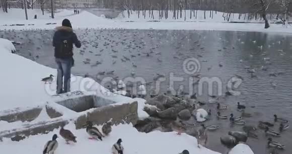 人在公园的池塘里喂鸟视频的预览图